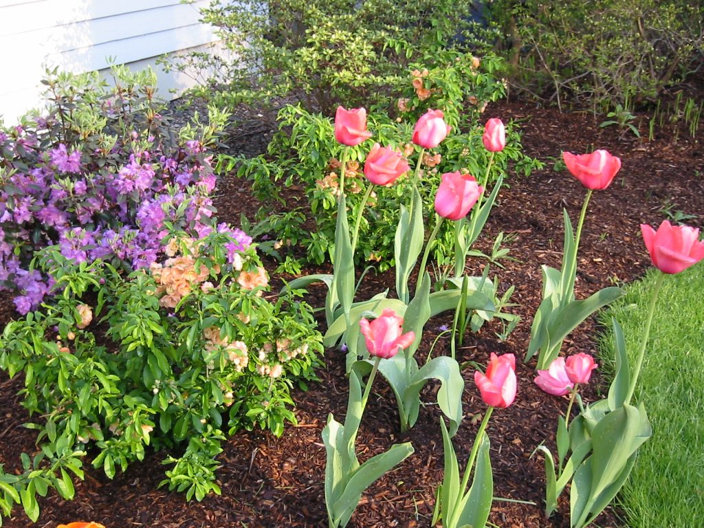 Landscape Design 2