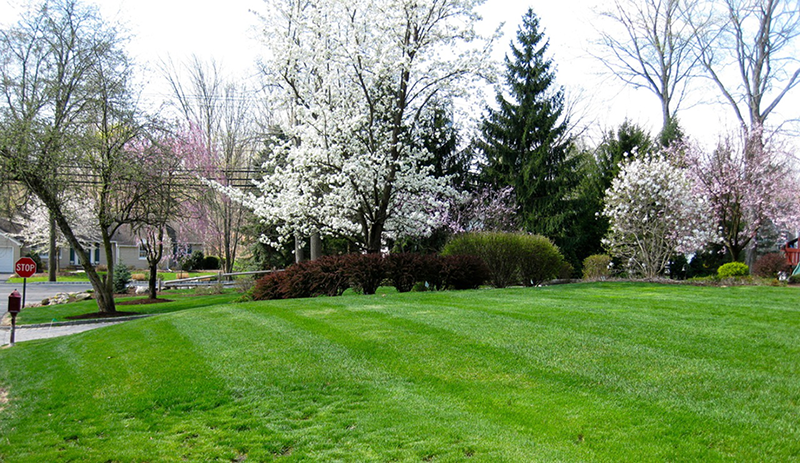 Landscape Maintenance 1
